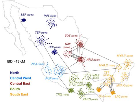 dna makeup of most mexicans.